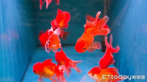 水族箱的魚|8種適合新手養的魚 1500元就能在家打造「療癒水族箱。